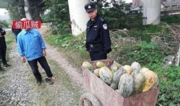 凉山吃瓜网红事件视频,一场网络狂欢背后的真相与反思